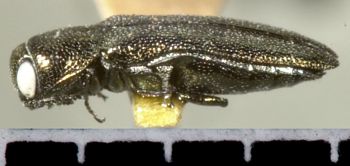 Media type: image;   Entomology 2140 Aspect: habitus lateral view
